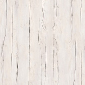 Таксония Айвори